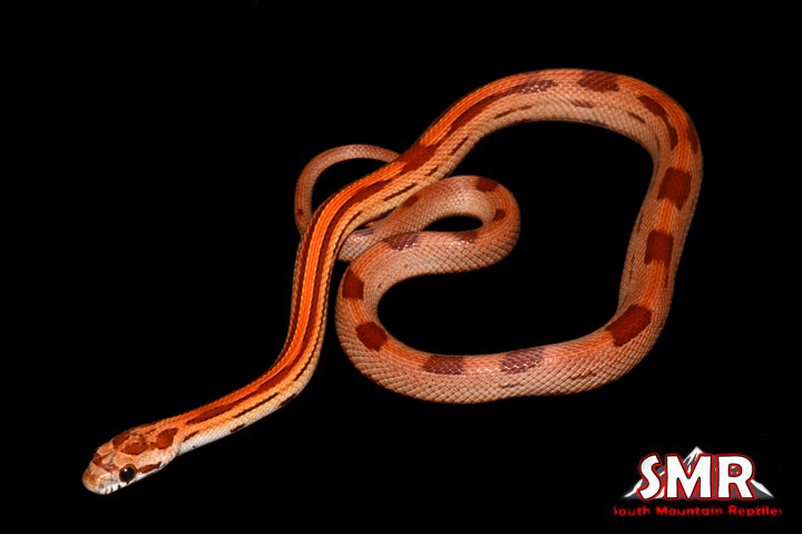 Striped Red Factor 16" Male