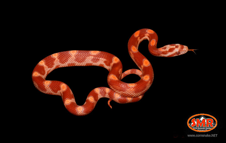 Sunglow Motley 12" Male