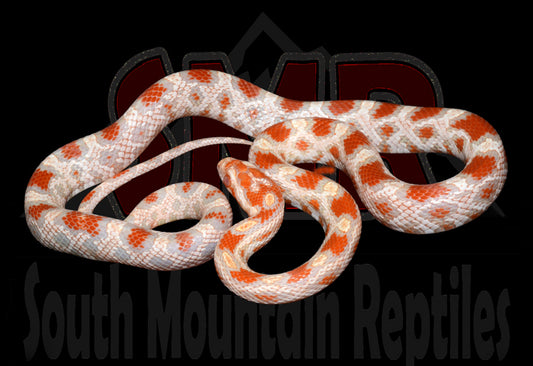 High-white Reverse Okeetee 21" Female