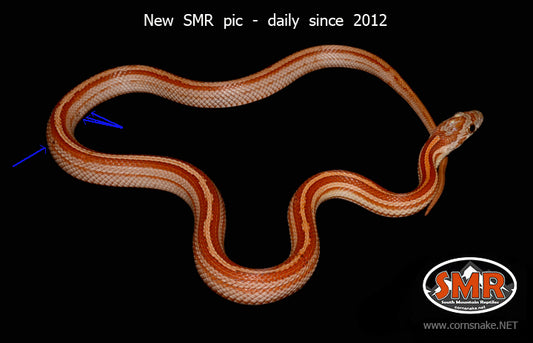 Tessera 17" Male for sale by South Mountain Reptiles