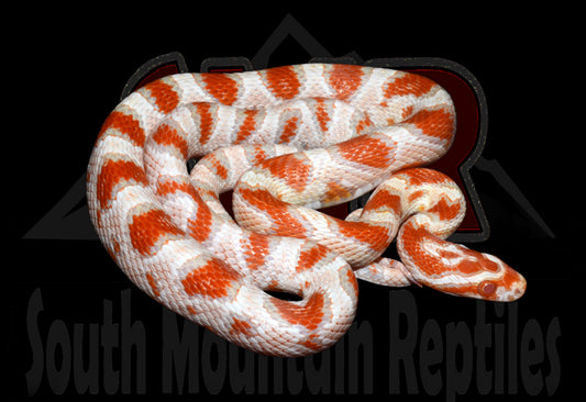 High-white Reverse Okeetee 19" male