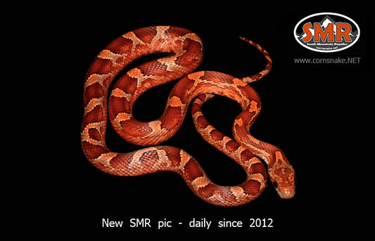 Bloodred 18" female for sale by South Mountain Reptiles