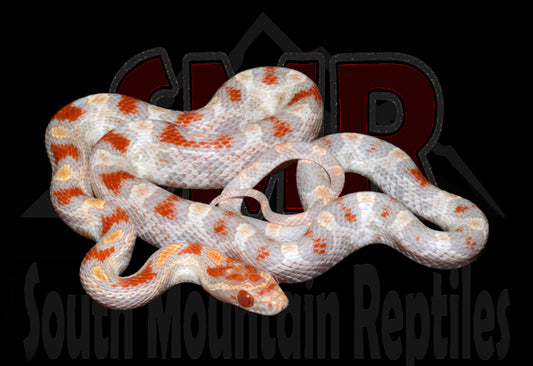 High-white Reverse Okeetee 18" male