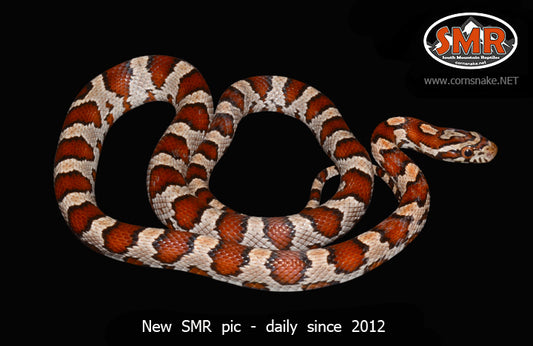 Miami Okeetee 19" female for sale by South Mountain Reptiles