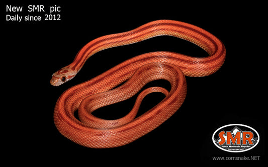 Striped 19" female for sale by South Mountain Reptiles