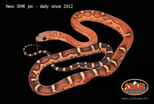 Scaleless 18" male for sale by South Mountain Reptiles