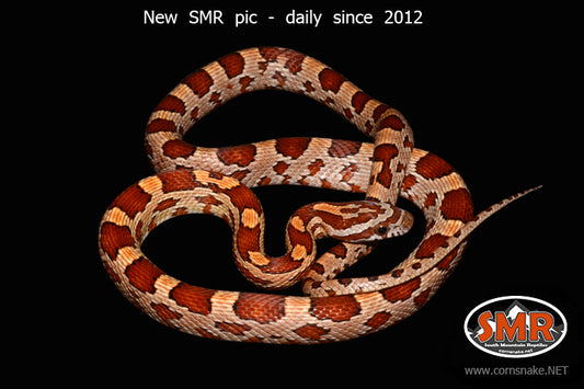Het Cornsnake 20" male for sale by South Mountain Reptiles