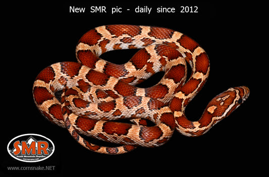 Het Cornsnake 20" female for sale by South Mountain Reptiles