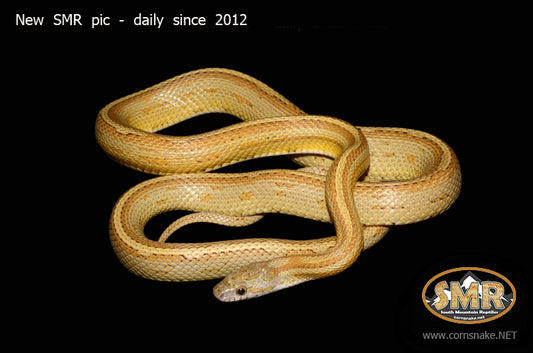 Honey Tessera 32" Male for sale by South Mountain Reptiles