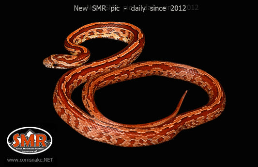 Tessera 18" Female for sale by South Mountain Reptiles