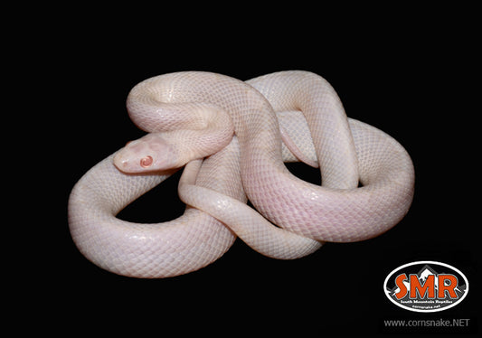 Blizzard 22" female for sale by South Mountain Reptiles