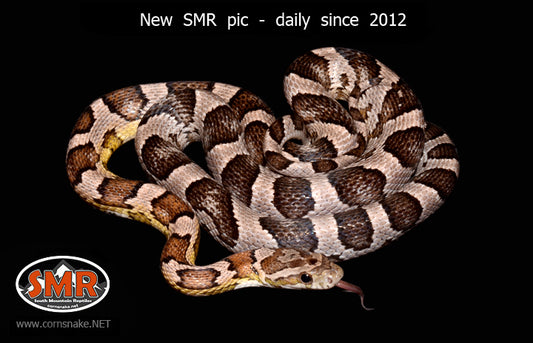 Anery 27" Male for sale by South Mountain Reptiles