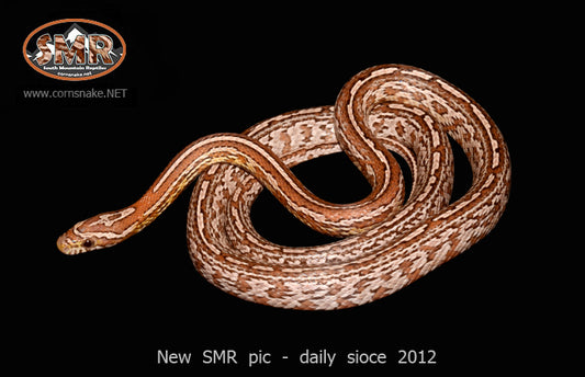 Strawberry Anery Tessera 26" Female for sale by South Mountain Reptiles