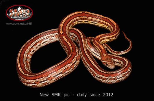 Tessera 28" Female for sale by South Mountain Reptiles