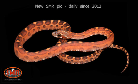 Scaleless Het Anery 18" Male for sale by South Mountain Reptiles