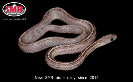 Cinder Tessera 20" Male for sale by South Mountain Reptiles