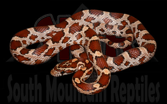 Cornsnake 20" Female