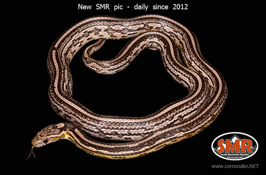 Anery Tessera 32" Female for sale by South Mountain Reptiles