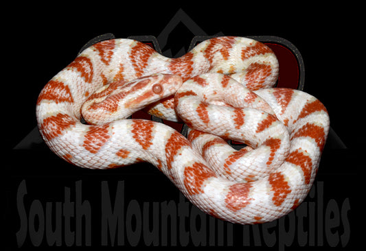 High-white Reverse Okeetee 23" male