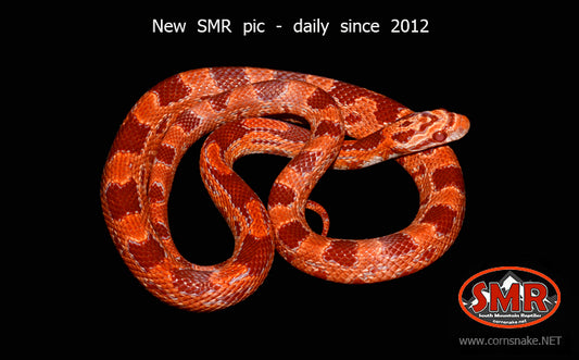 Cherry Amel 20" Male - South Mountain Reptiles