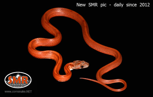 Striped Bloodred 16" Male - South Mountain Reptiles