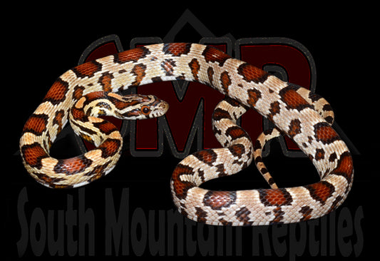 Buckskin Okeetee Corn Snake for sale by South Mountain Reptiles