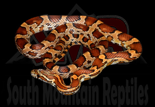 Het Bloodred 23" Male for sale by South Mountain Reptiles