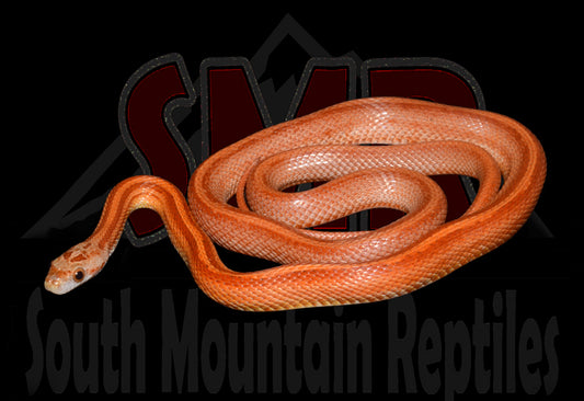 Terrazzo 23" Male for sale by South Mountain Reptiles
