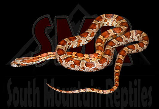 Het Palmetto 19" Male for sale by South Mountain Reptiles
