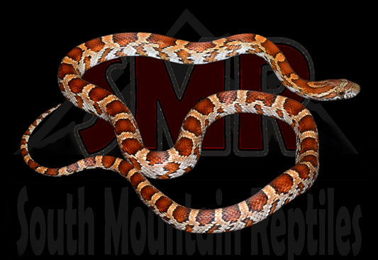 Het Palmetto 20" Female for sale by South Mountain Reptiles