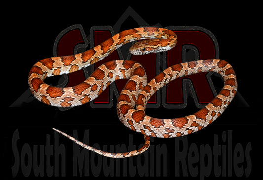 Het Palmetto 18" Female for sale by South Mountain Reptiles