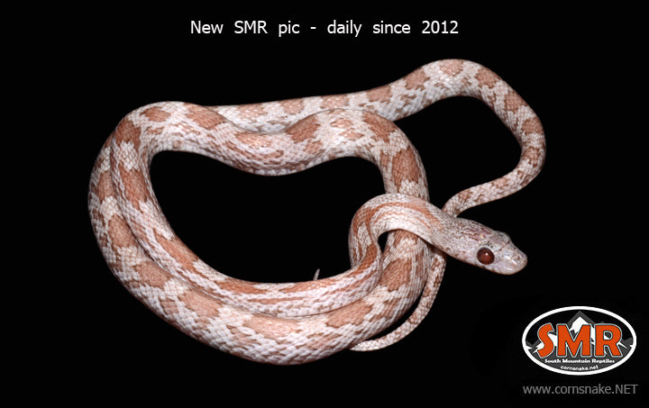 Hypo Cinder 22" Male - South Mountain Reptiles
