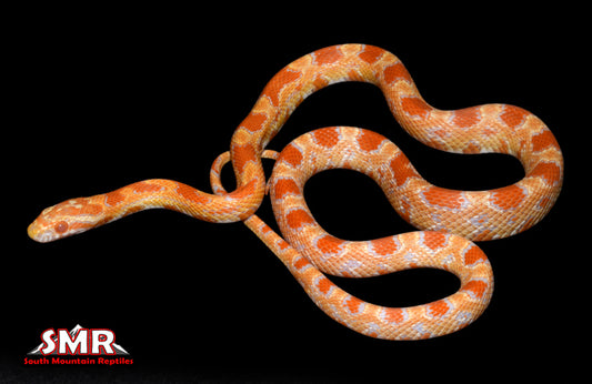 Buf Amel Okeetee 20" Female for sale by South Mountain Reptiles
