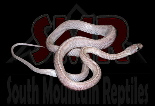 Charcoal Terrazzo 19" Male for sale by South Mountain Reptiles