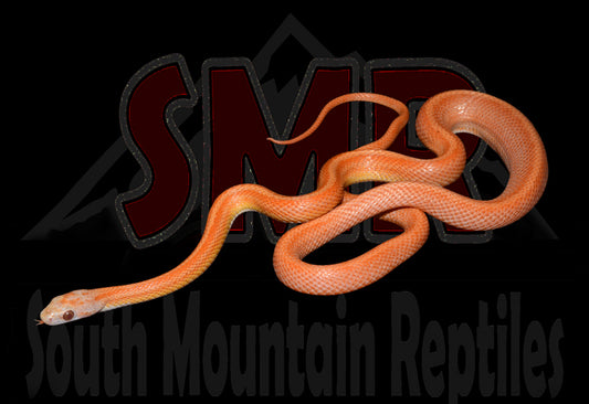 Lava Terrazzo 22" Male for sale by South Mountain Reptiles
