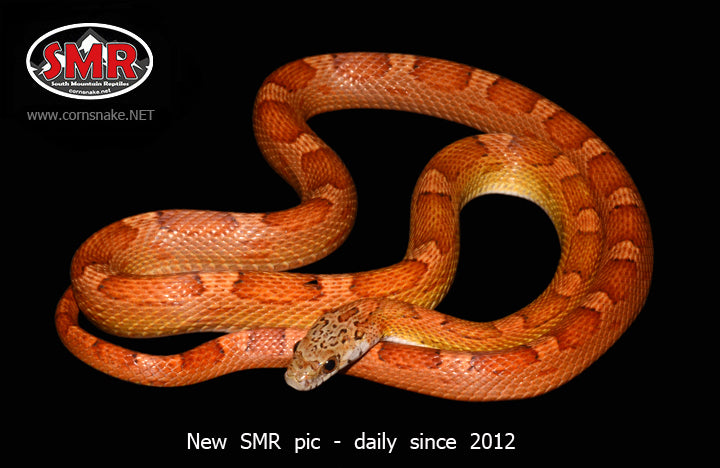 Sunkissed Motley 31" Male - South Mountain Reptiles