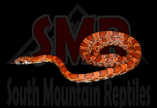 Sunkissed 17" Male for sale by South Mountain Reptiles