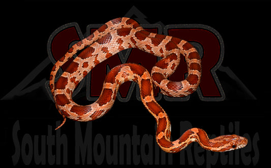 Het Cornsnake 24" Male