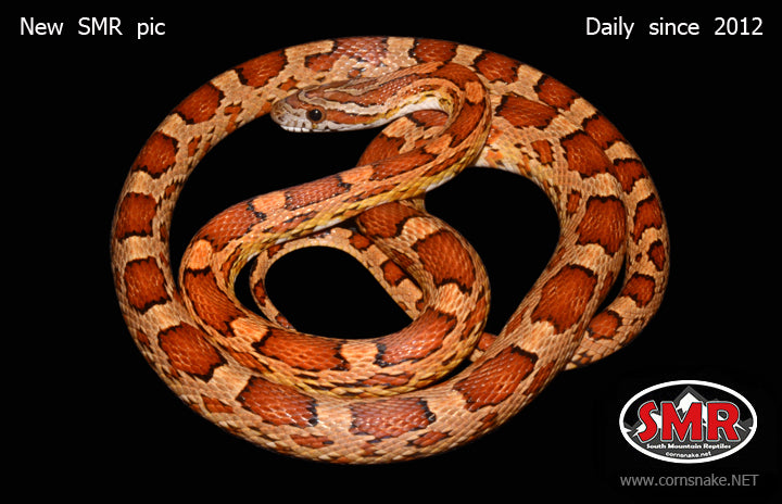 Het Scaleless 28" Male - South Mountain Reptiles