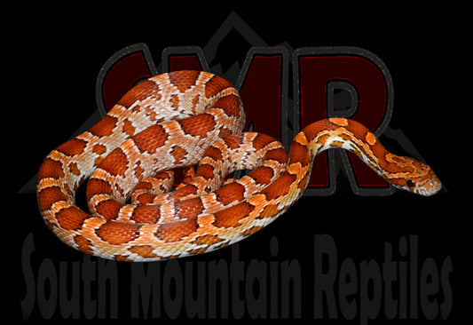 Het Palmetto 21" Male for sale by South Mountain Reptiles