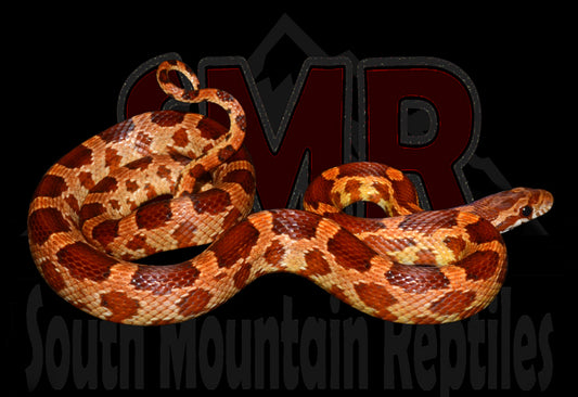 Red Factor 22" Male for sale by South Mountain Reptiles
