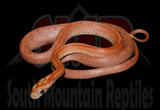 Terrazzo 19" Female for sale by South Mountain Reptiles
