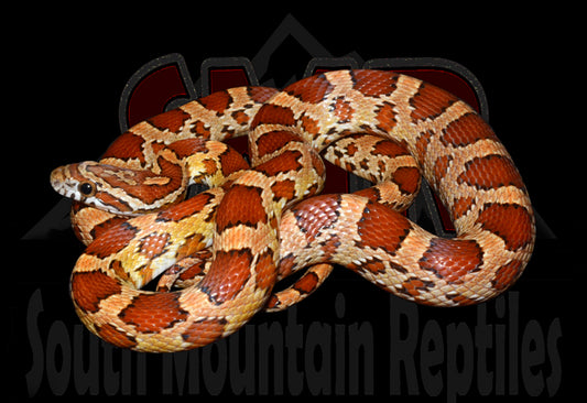 Het Amel Corn Snake 22" Female for sale by South Mountain Reptiles