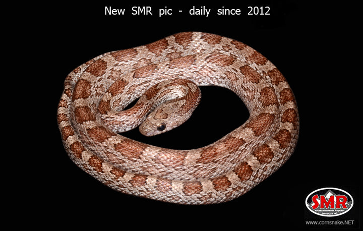 Cinder 26" Male - South Mountain Reptiles