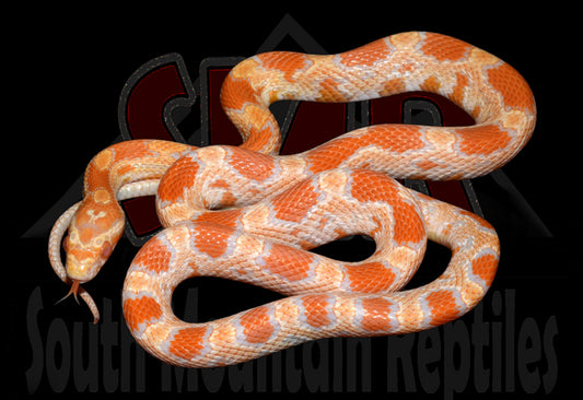 Buf Amel Okeetee 21" Female for sale by South Mountain Reptiles
