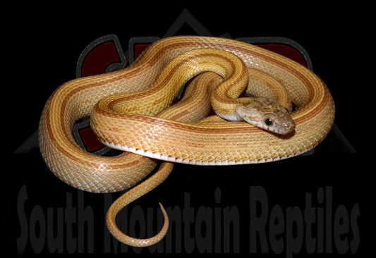 Striped Caramel 24" Male for sale by South Mountain Reptiles