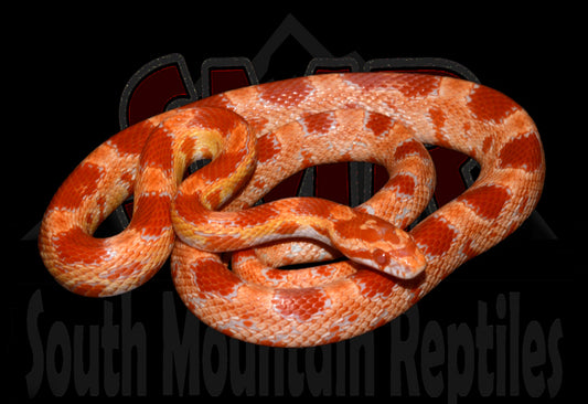 Amel 24" female for sale by South Mountain Reptiles