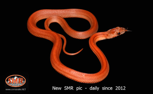 13" female Striped Bloodred - South Mountain Reptiles