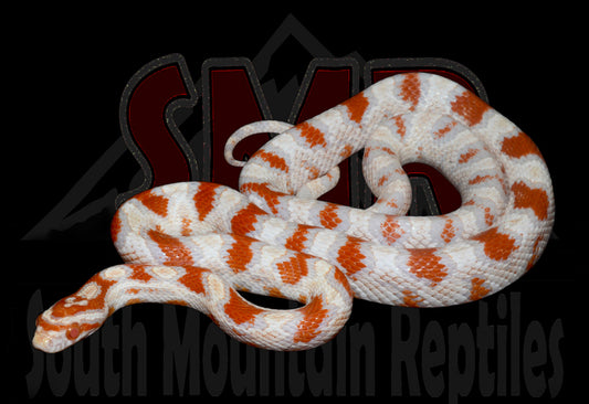 High-white Reverse Okeetee 23" Female