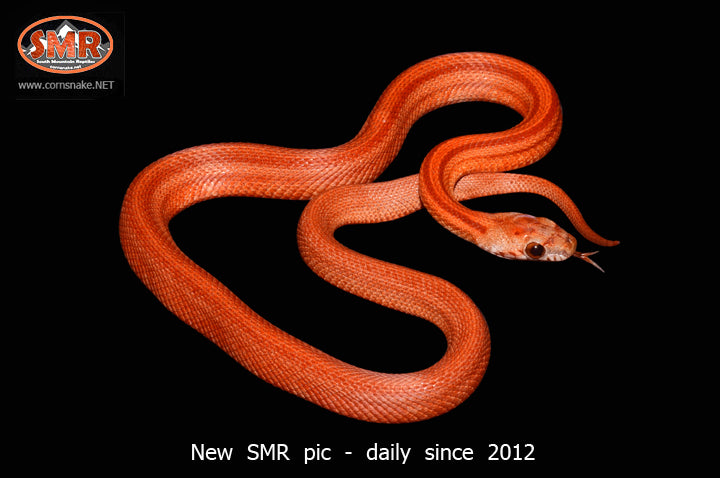 13" female striped bloodred - South Mountain Reptiles